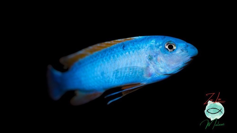 Labeotropheus trewavasae 'Namalenje Island'